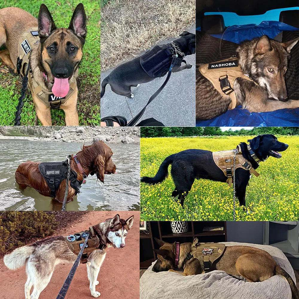 PETRAVEL Padded Dog Harness And Leash Set For Training