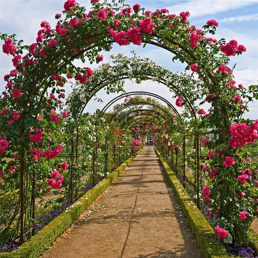 Heavy Duty Metal Garden Arch For Outdoor Climbing Plants